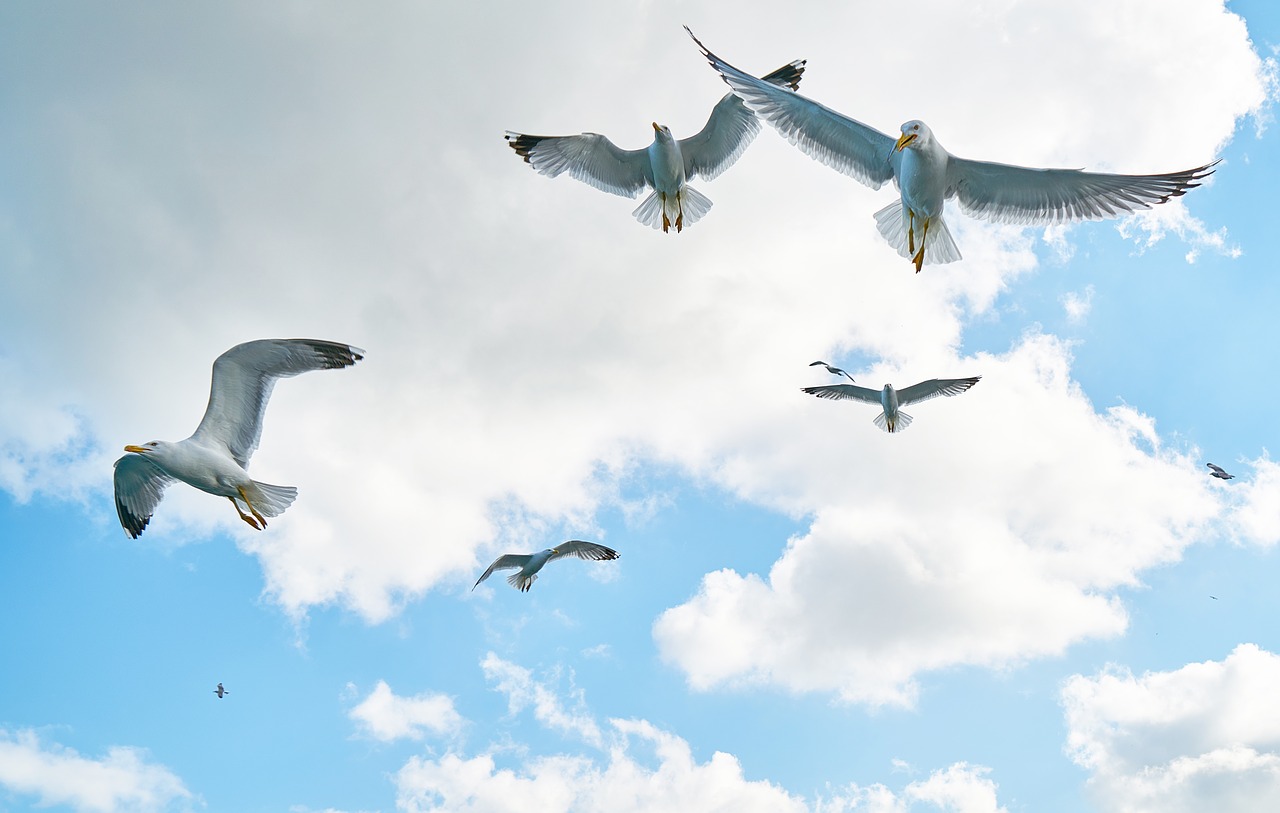 gulls bird fly free photo