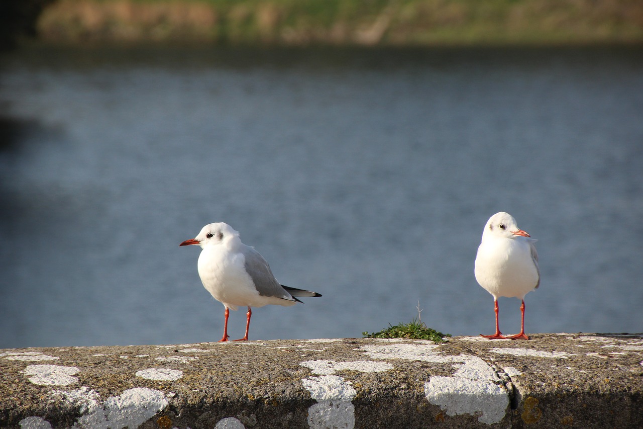 gulls bird seagull free photo