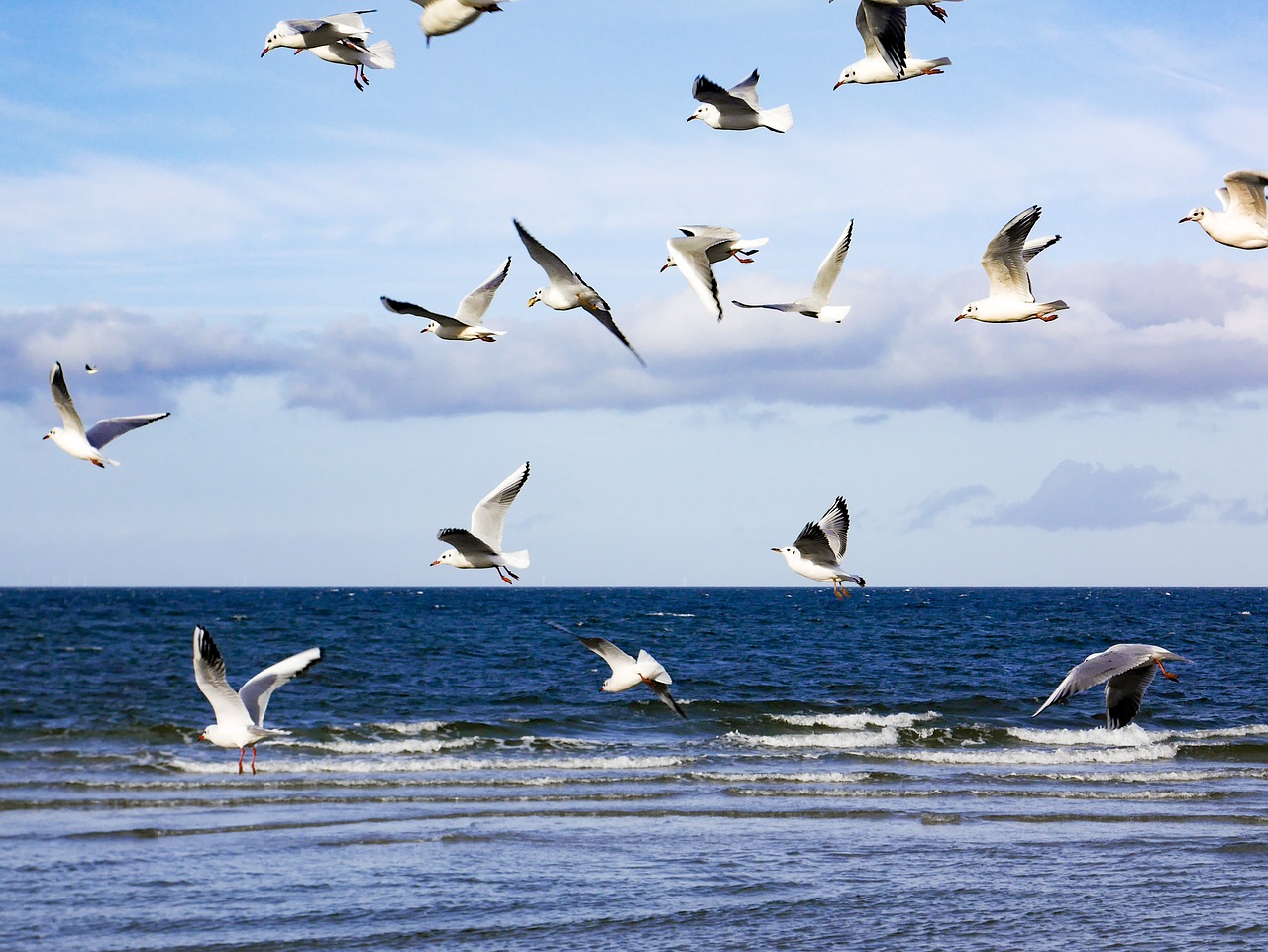 gulls zingst sea free photo