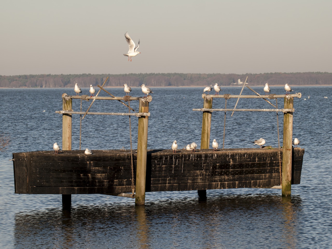 gulls water water bird free photo