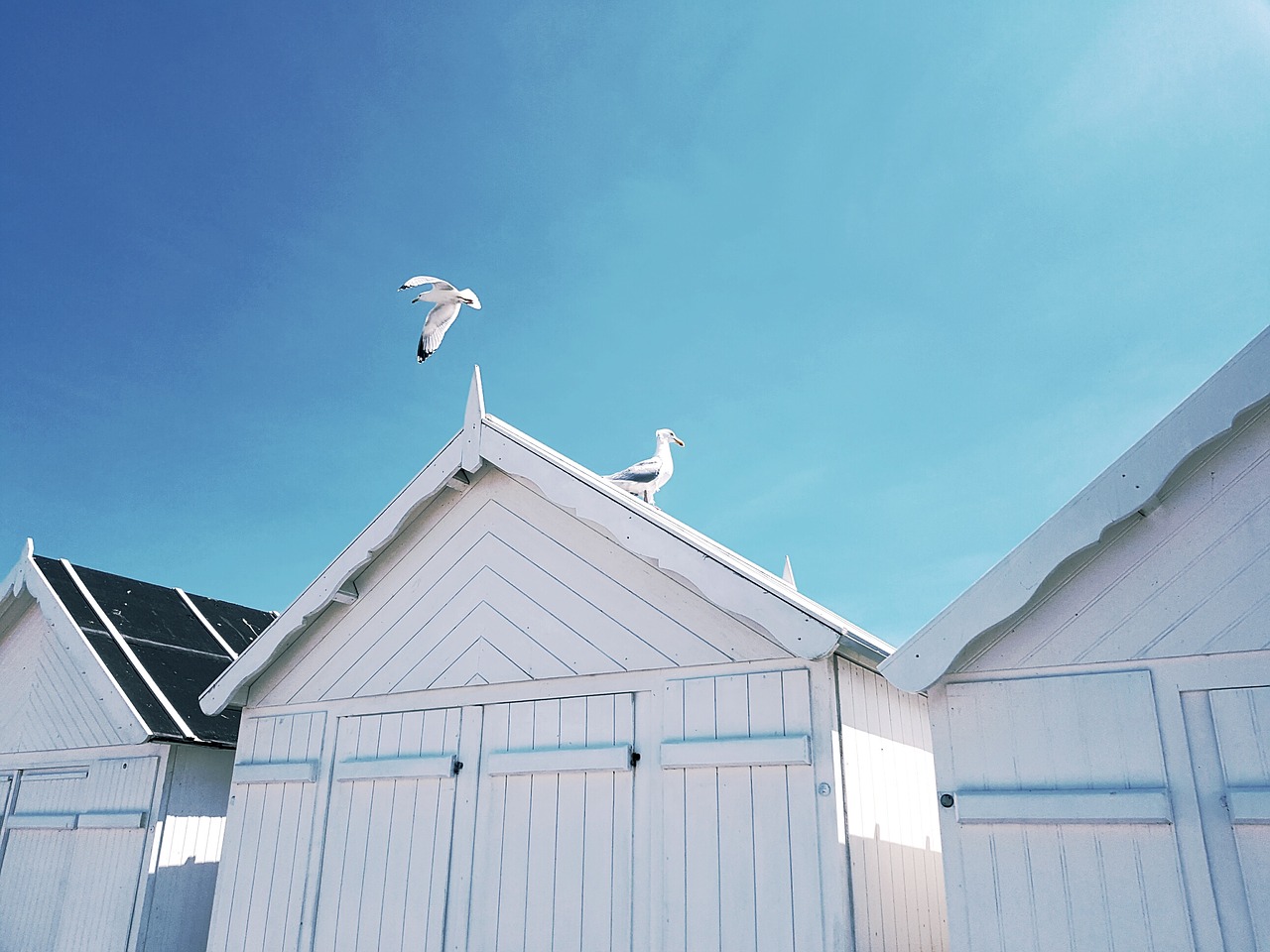 gulls birds roof free photo