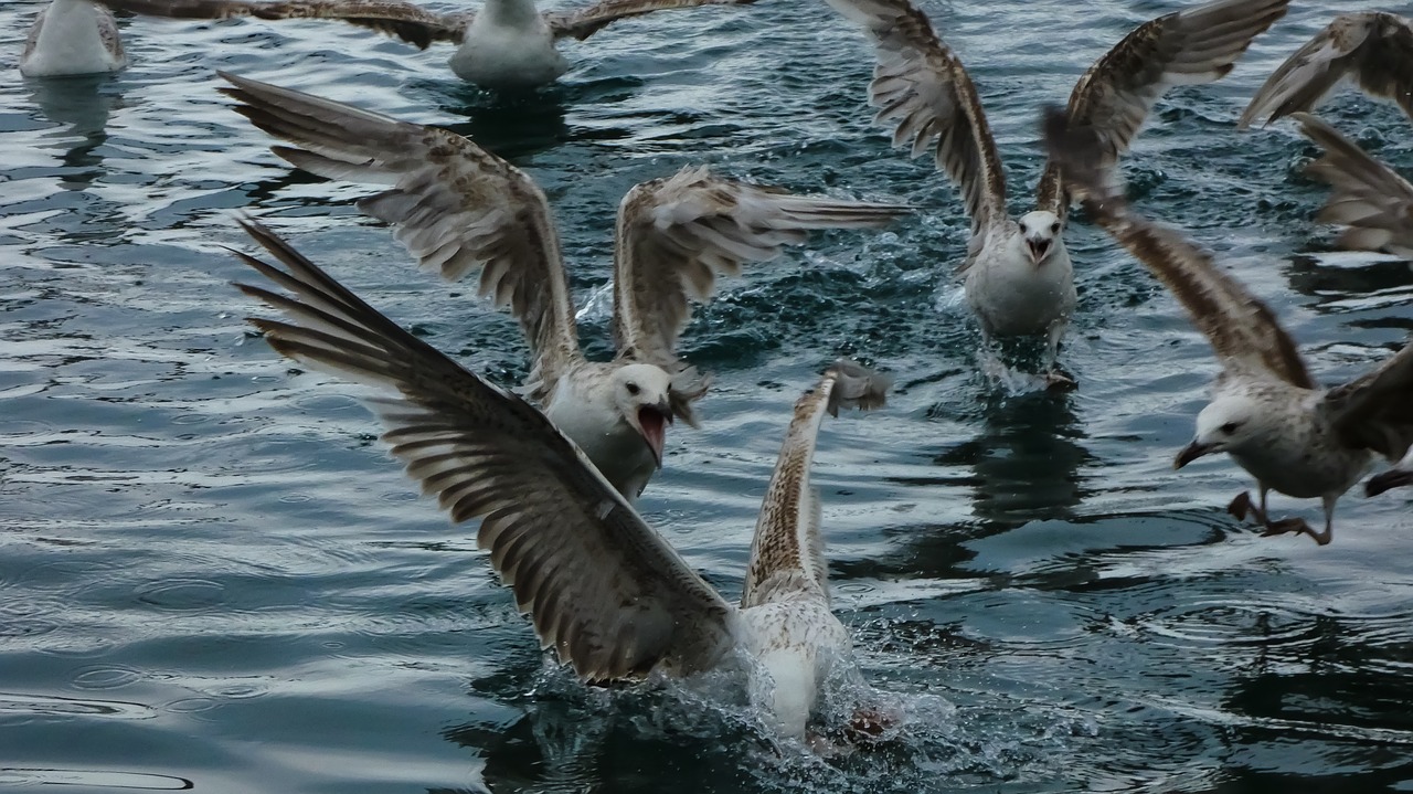 gulls sea water free photo