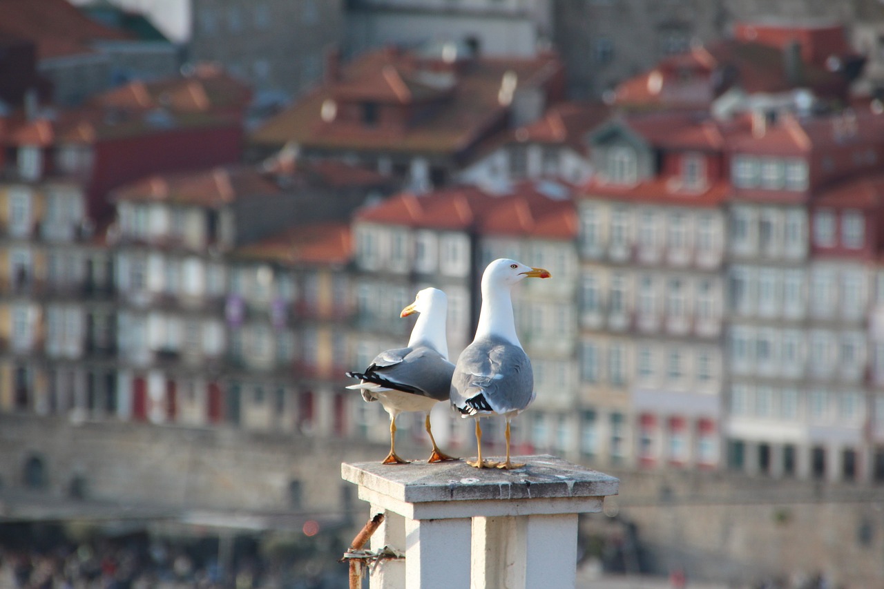 gulls roof portugal free photo