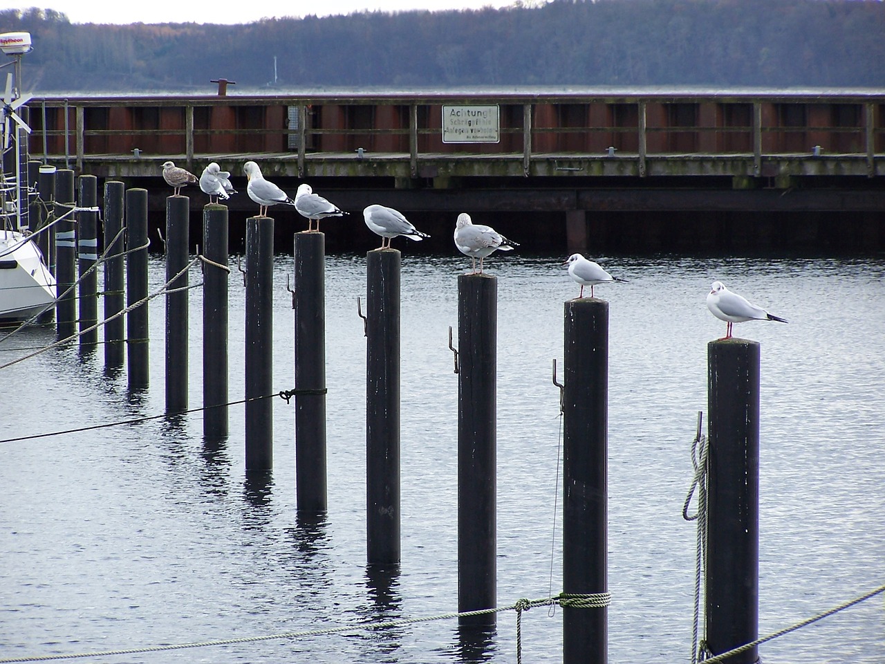 gulls port bird free photo