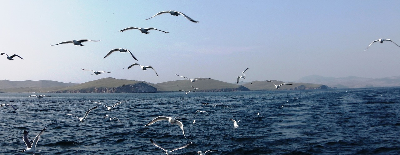 gulls water seagull free photo