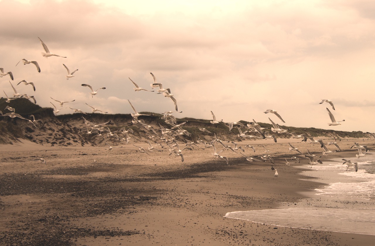 gulls beach sepia free photo