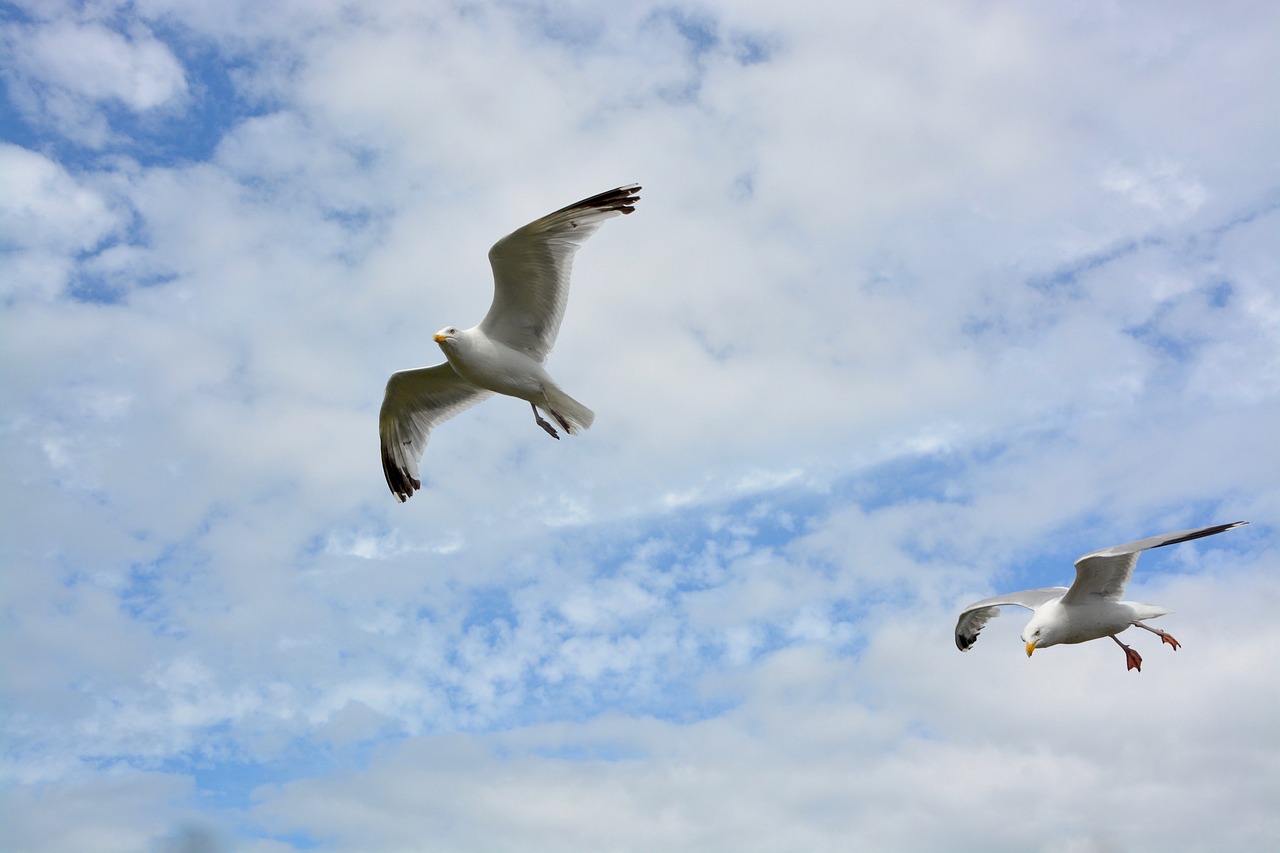 gulls flight wings free photo