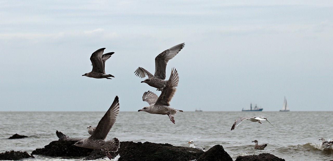 gulls north sea beach free photo