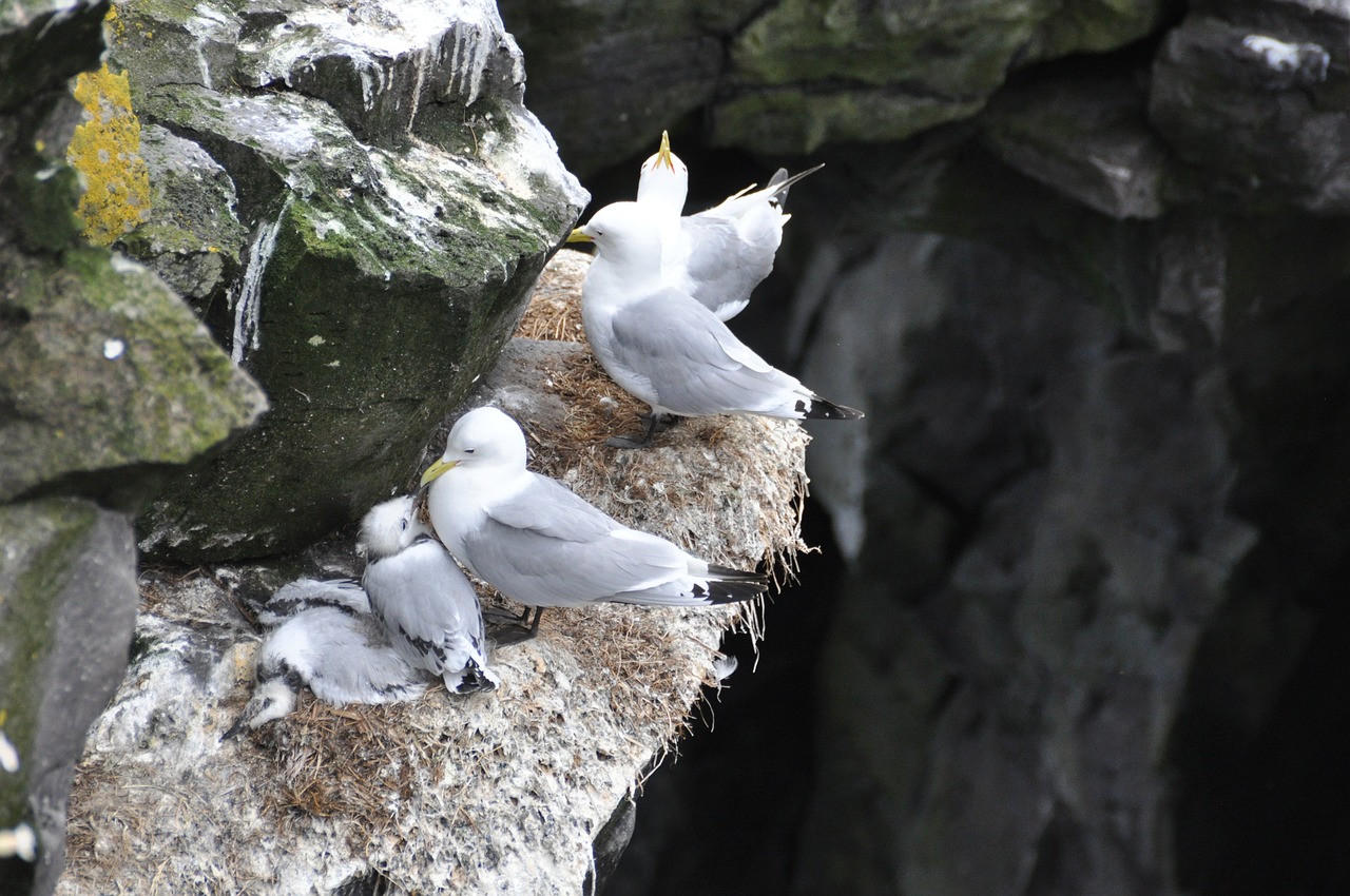 gulls box wall birds free photo