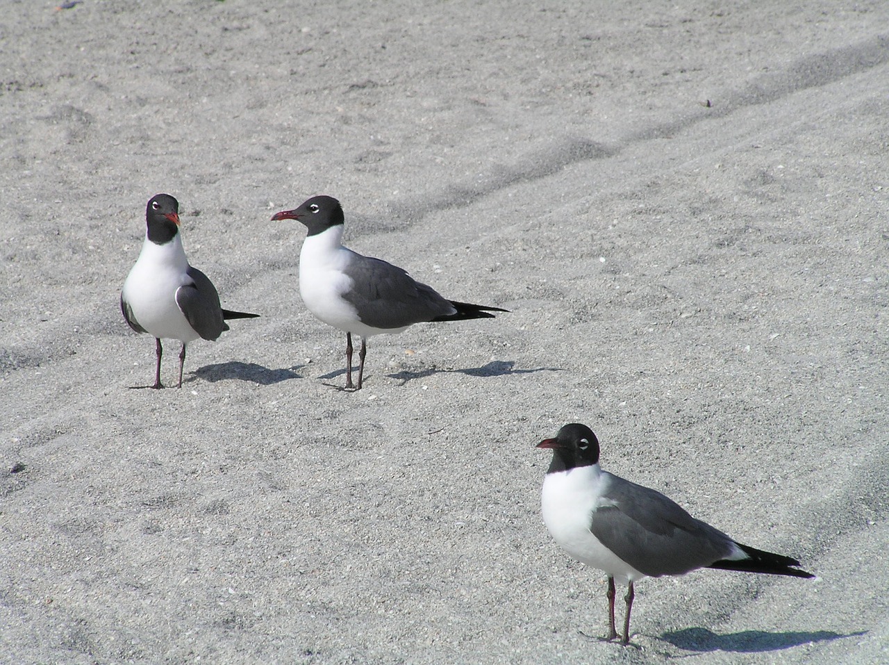 gulls birds sand free photo