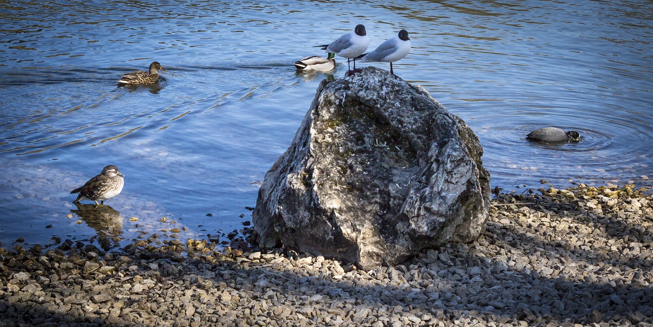 gulls danube waterfowl free photo