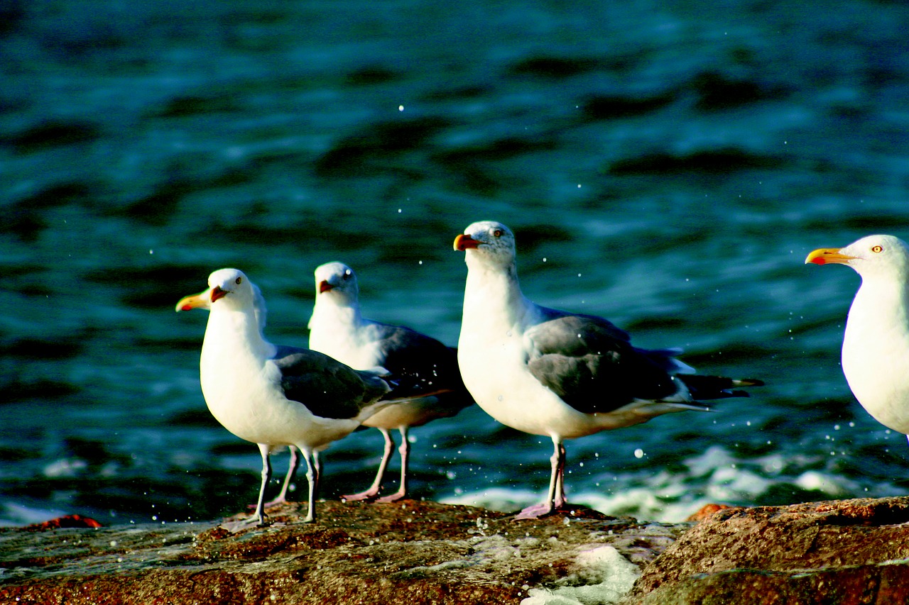 gulls ocean waves free photo
