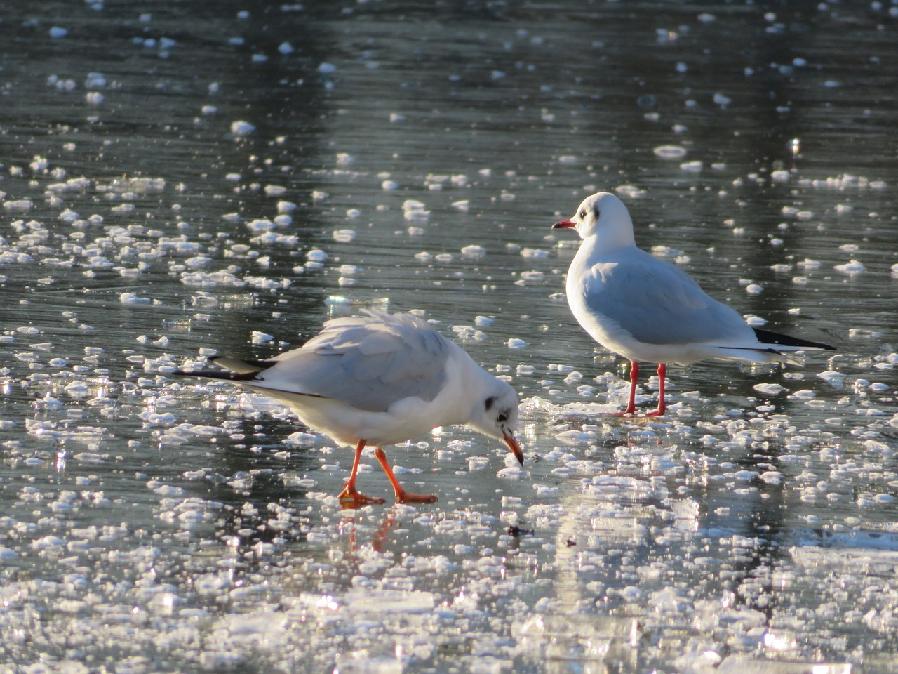 gulls ice winter free photo