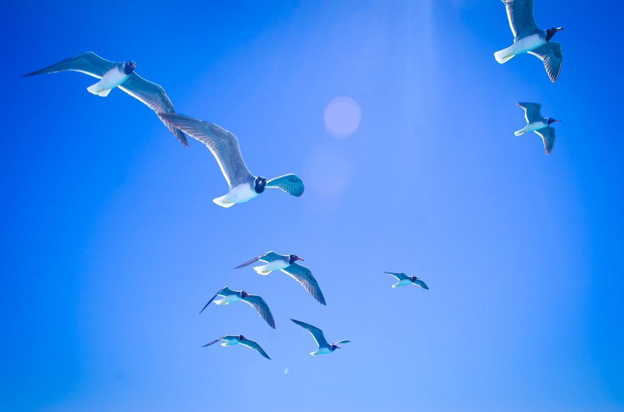 gulls sky bird free photo