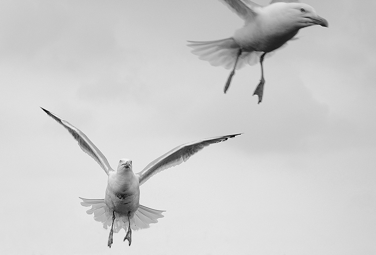 gulls birds fly free photo