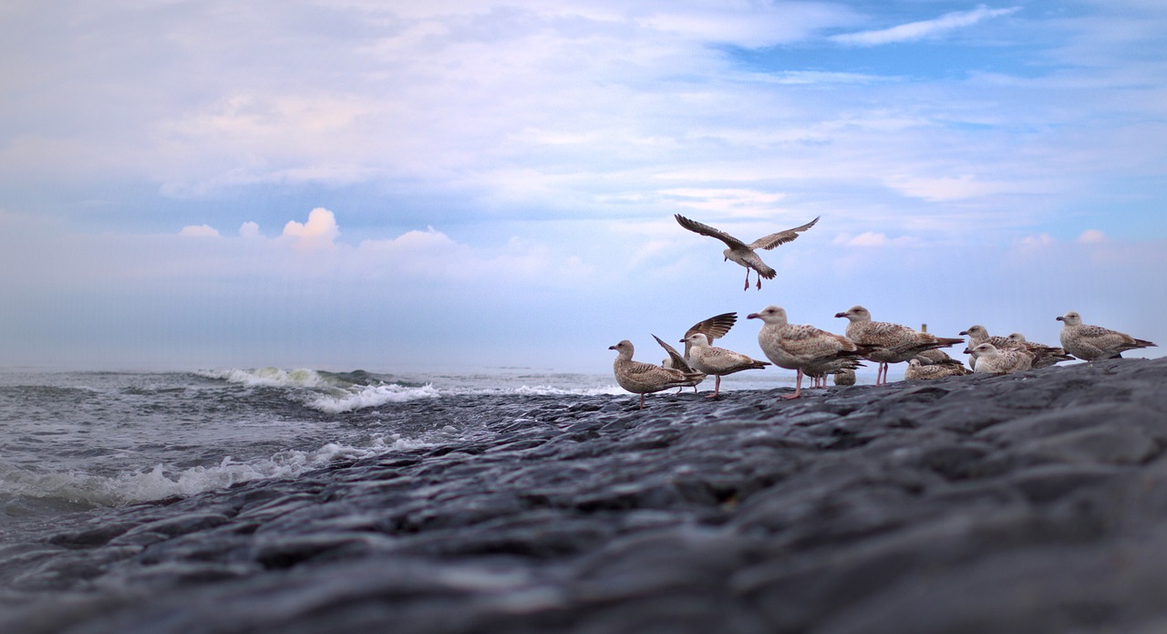 gulls north sea bird free photo