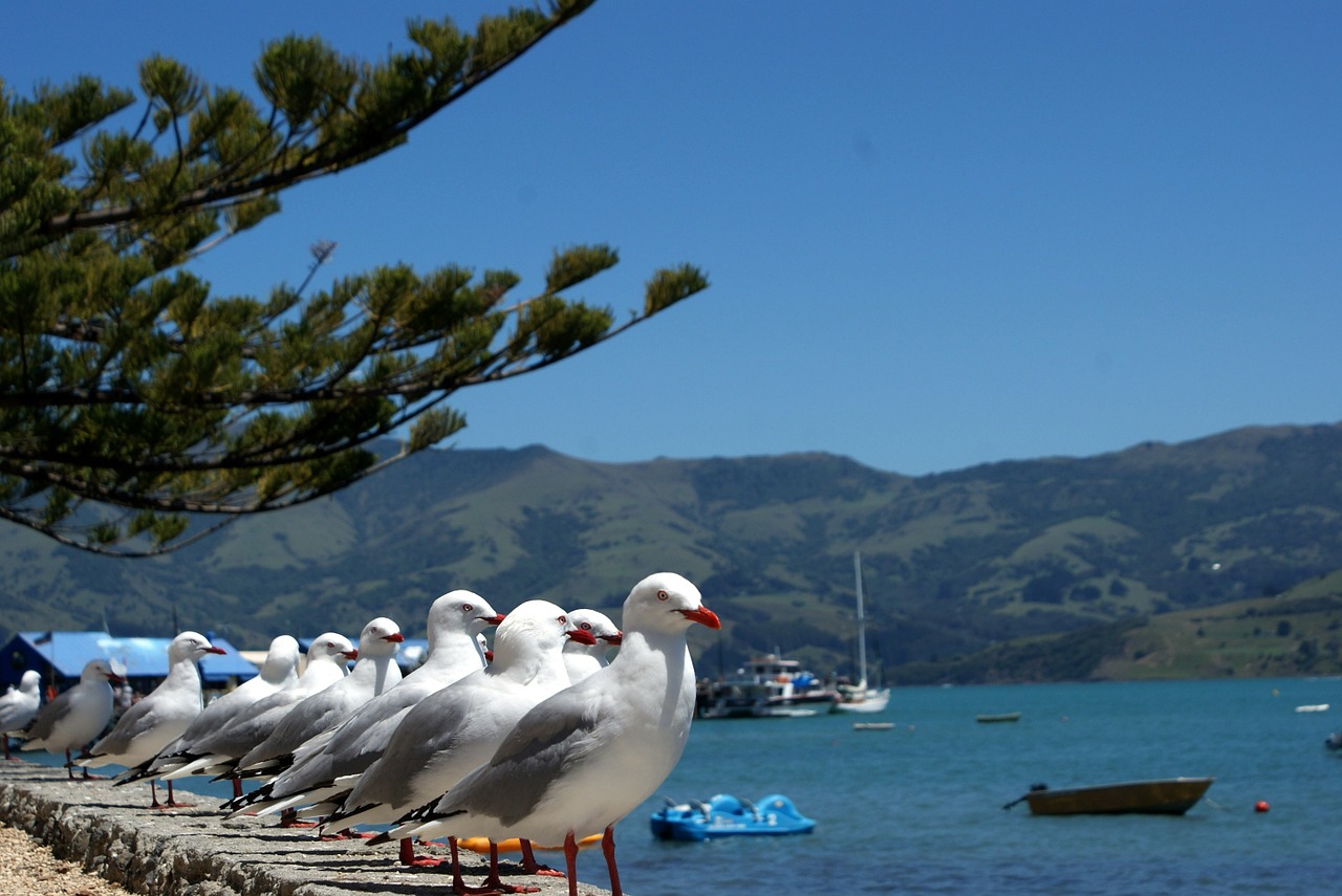 gulls sea blue free photo