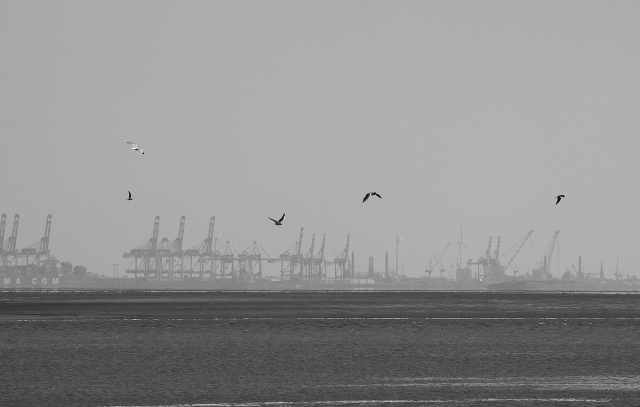 gulls bremerhaven port free photo