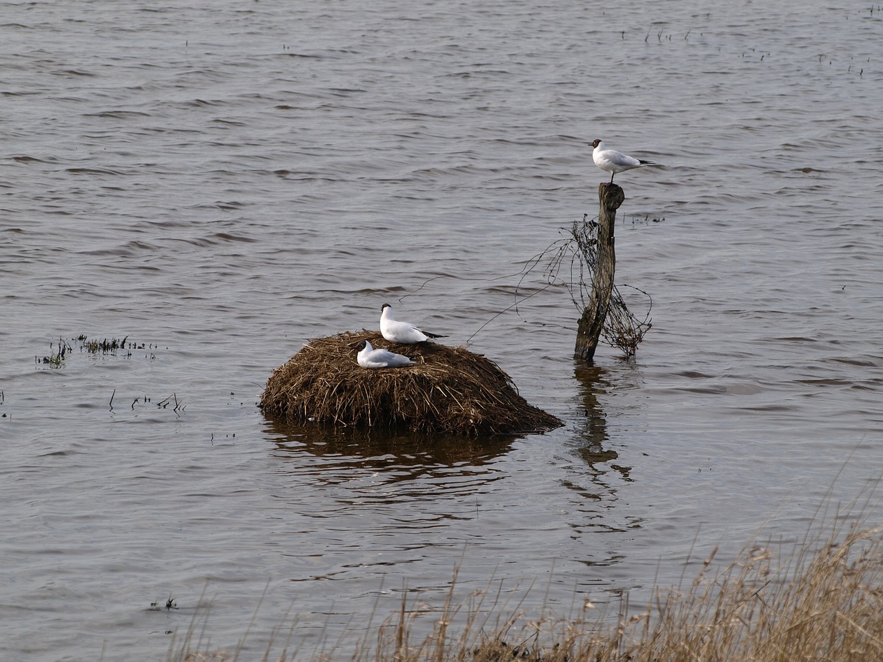 gulls bird's nest moevennest free photo