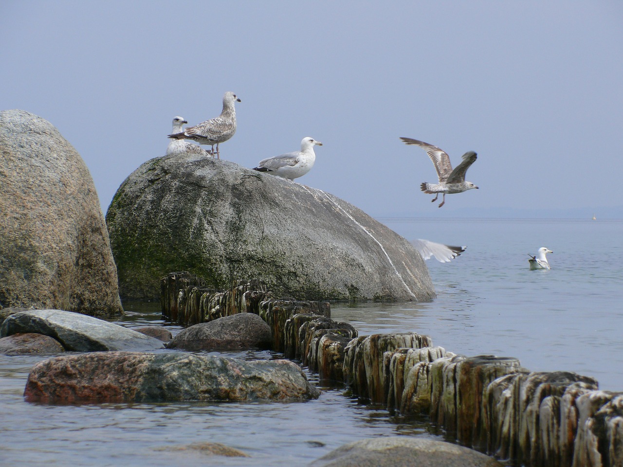 gulls sea mood free photo