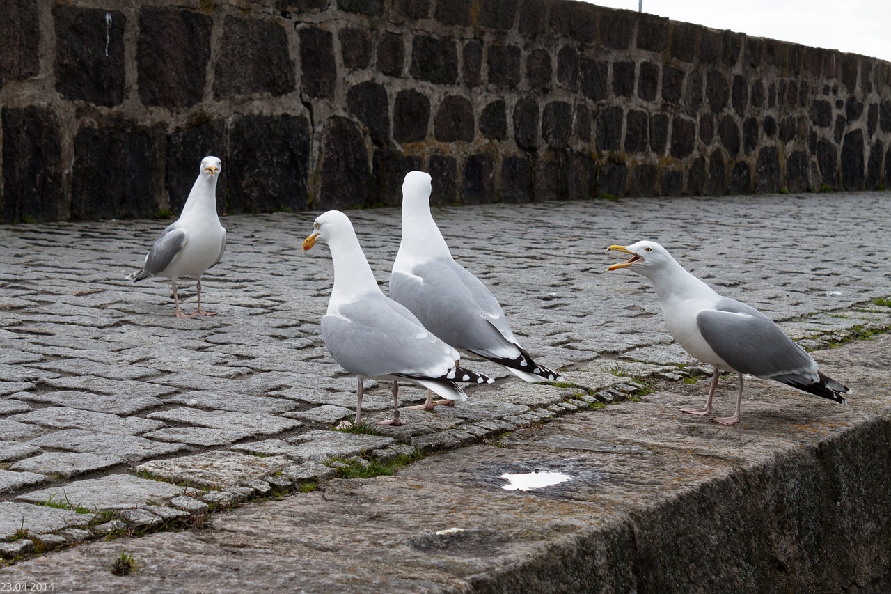 gulls seagulls port free photo