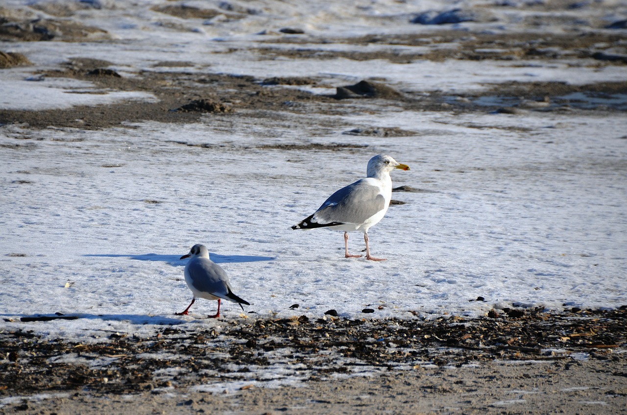 gulls baltic sea winter free photo