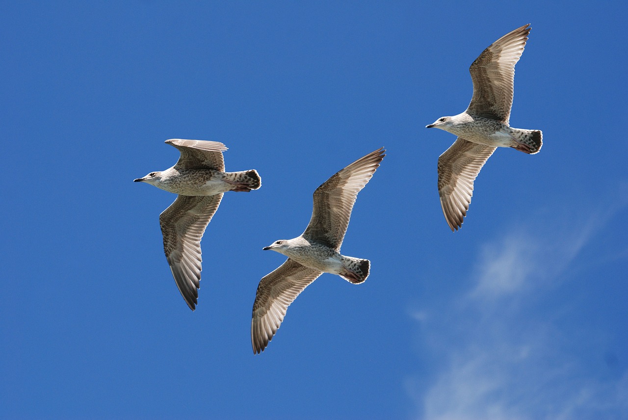 gulls seagull wings free photo