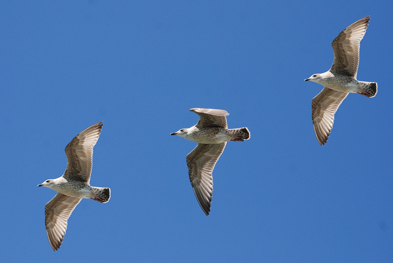 gulls seagull wings free photo