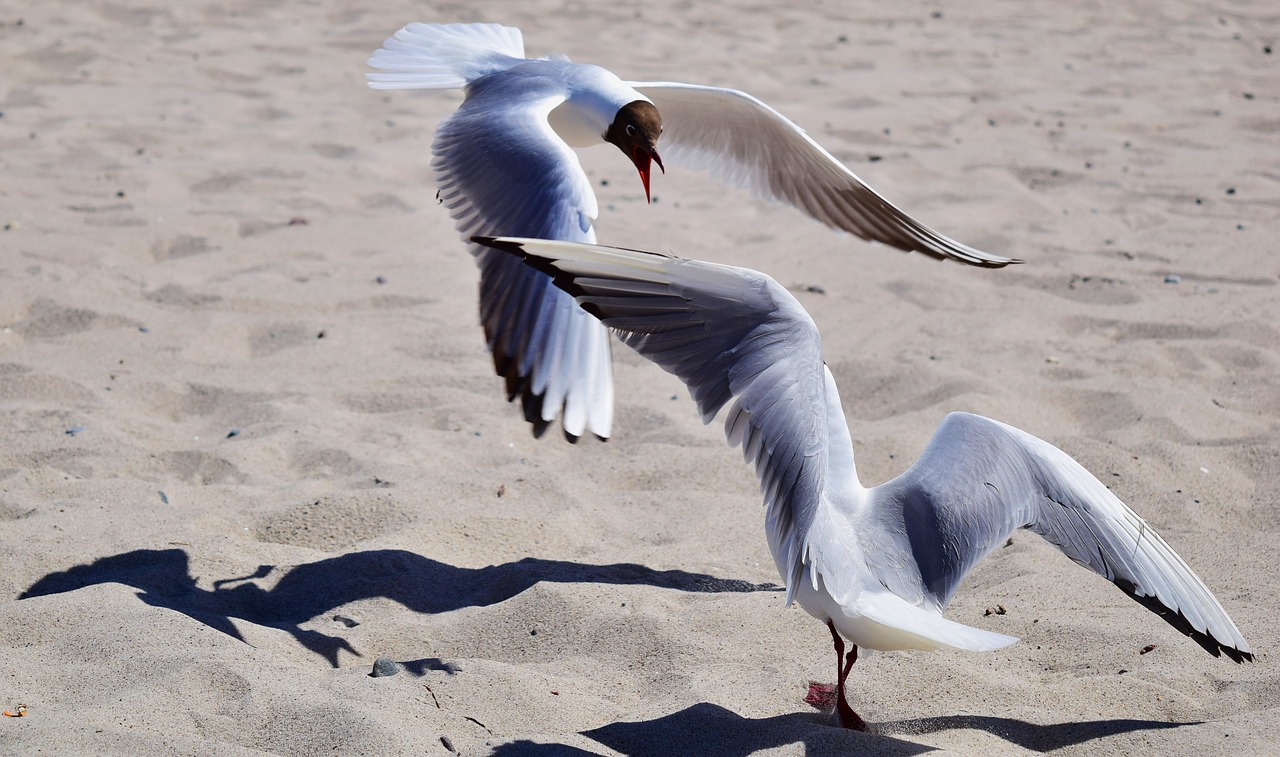 gulls  fight  dispute free photo