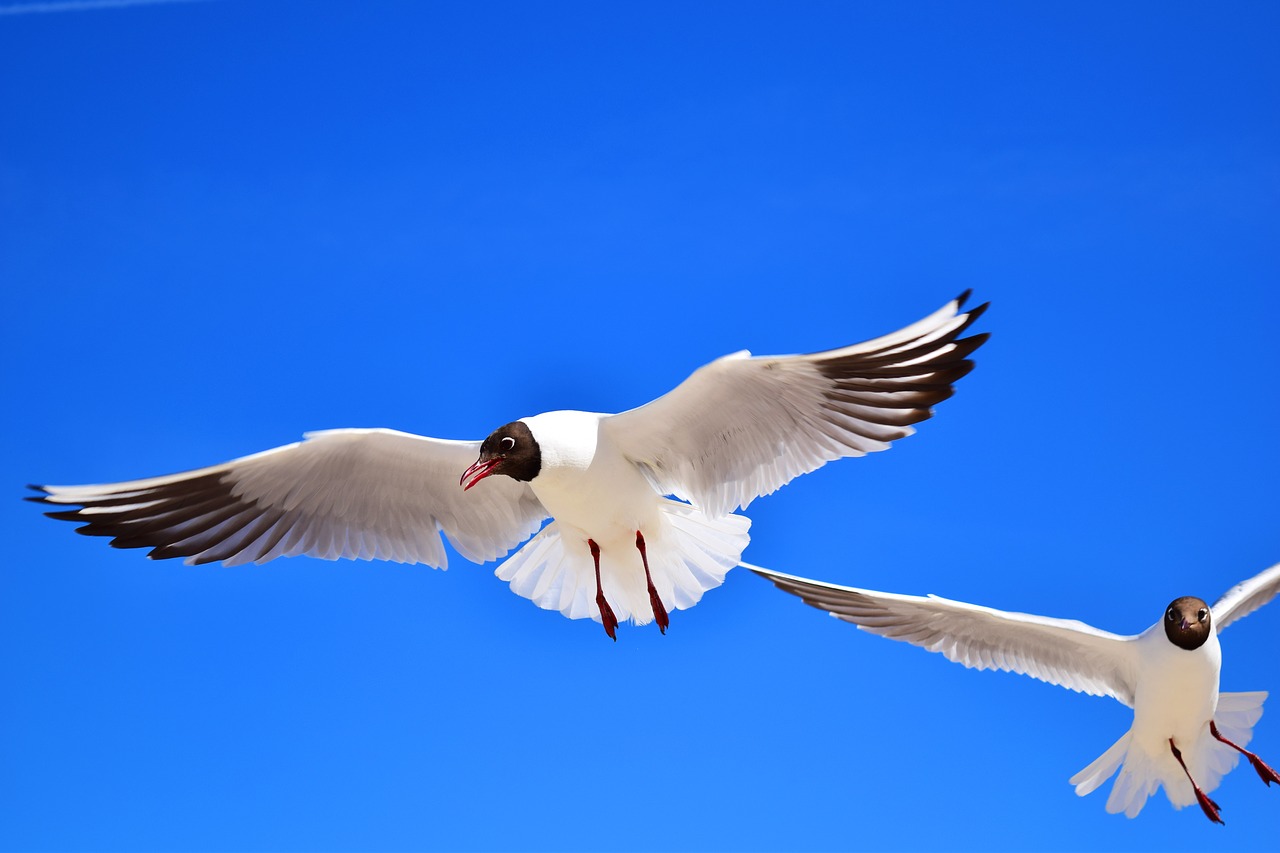 gulls  birds  flying free photo