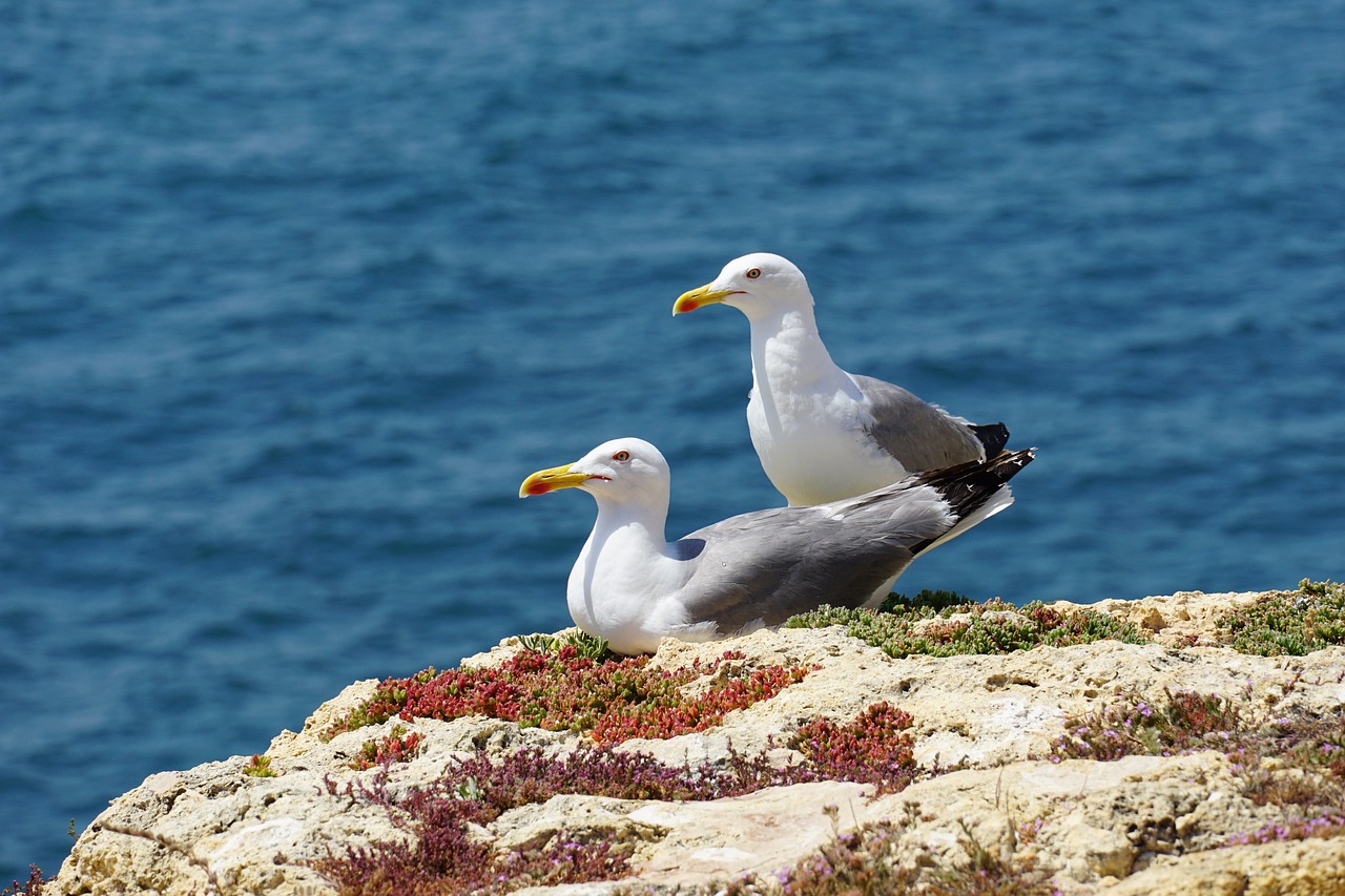 gulls  seagull  bird free photo