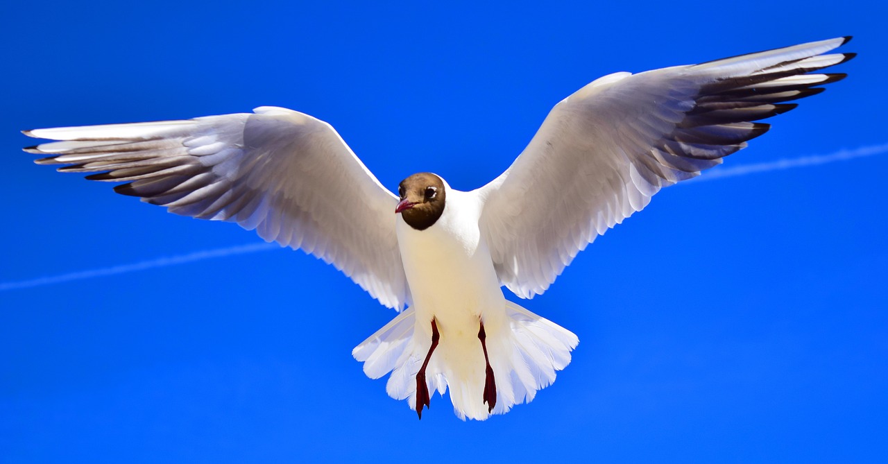 gulls  birds  flying free photo