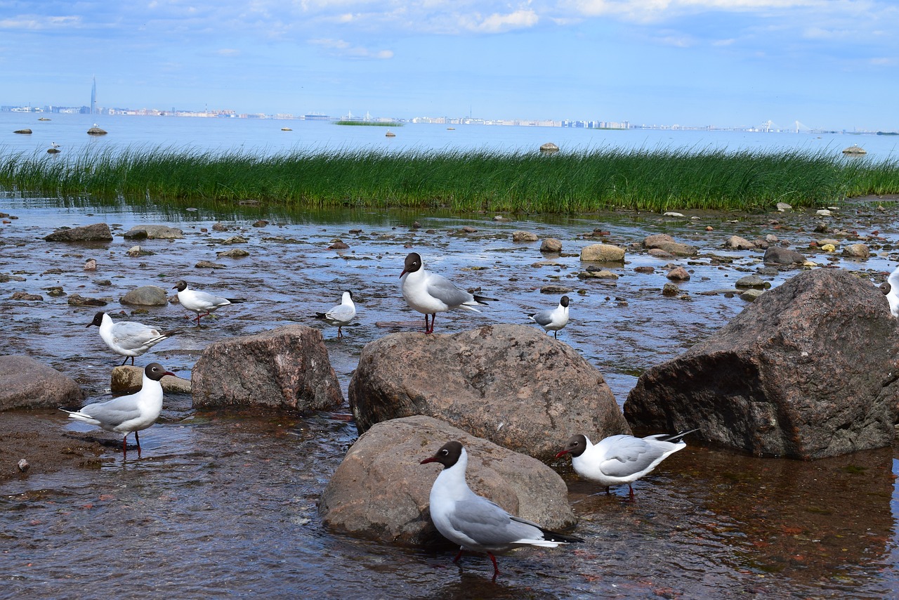 gulls  sea  bird free photo