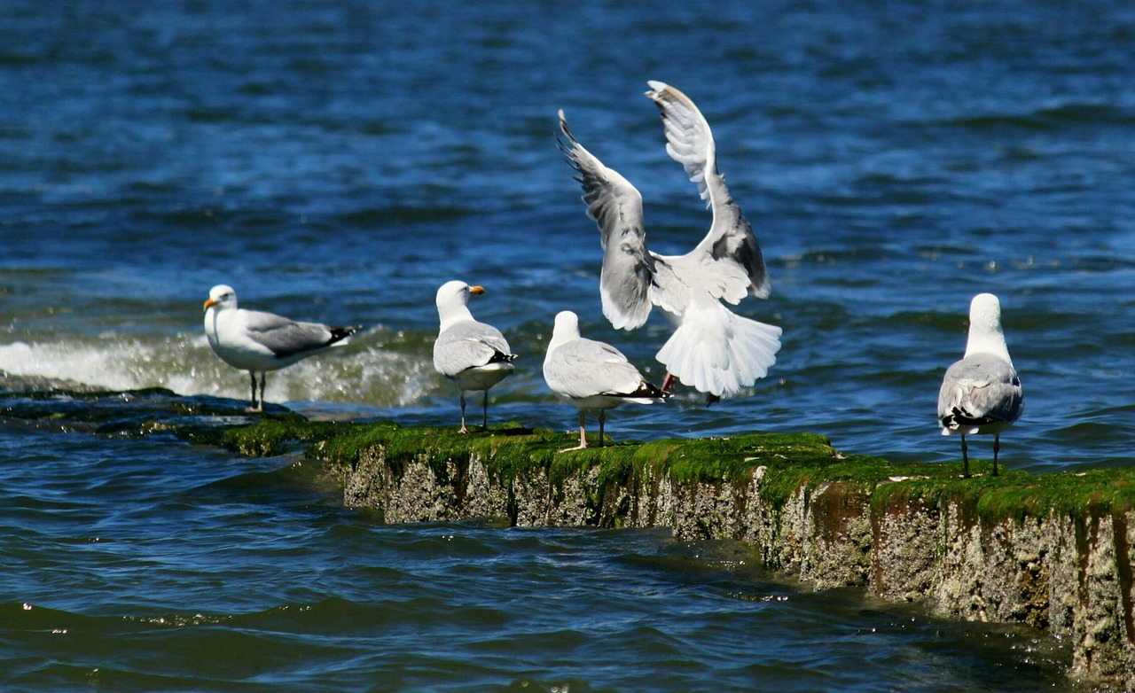 gulls bird birds free photo