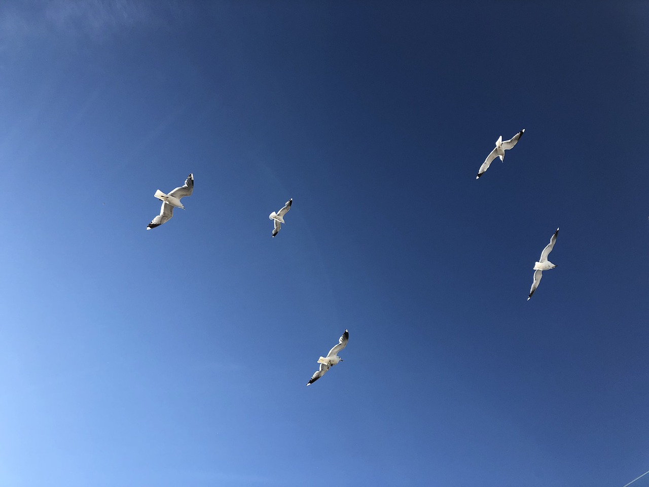 gulls  sky  blue free photo
