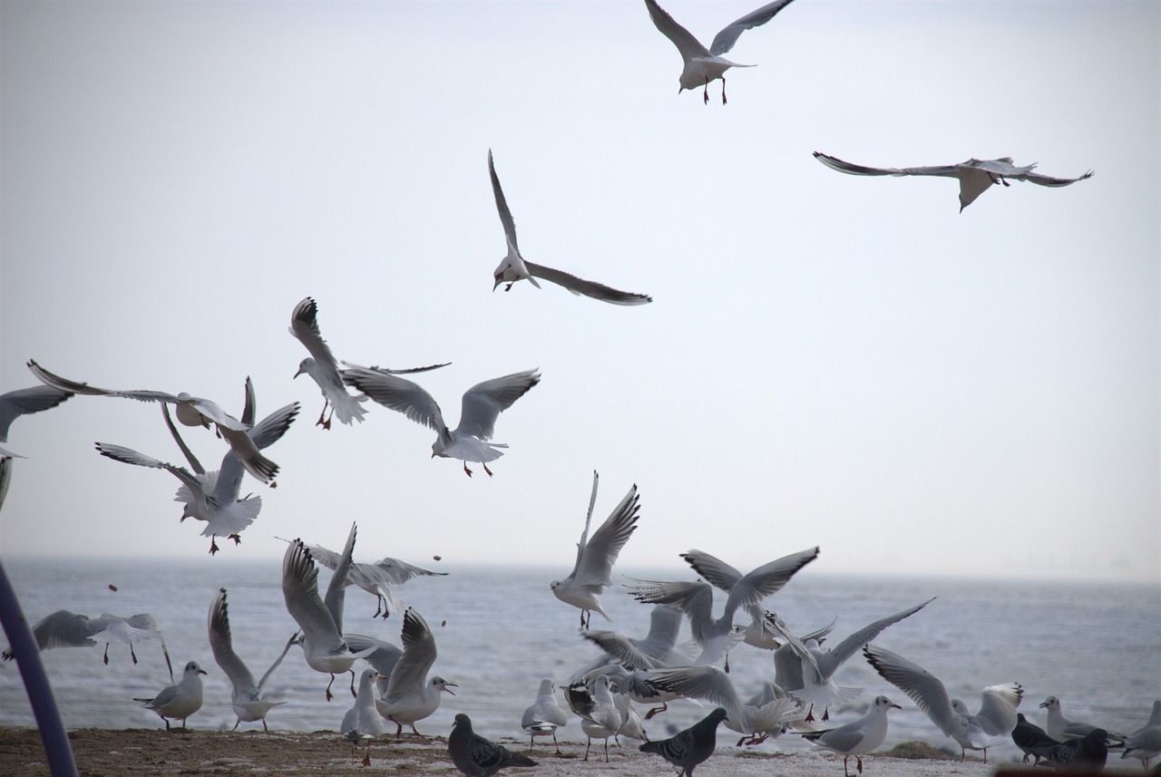 gulls  sea  autumn free photo