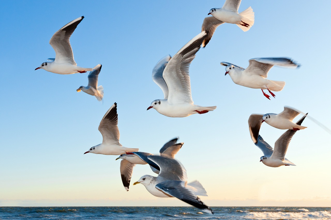 gulls bird fly free photo