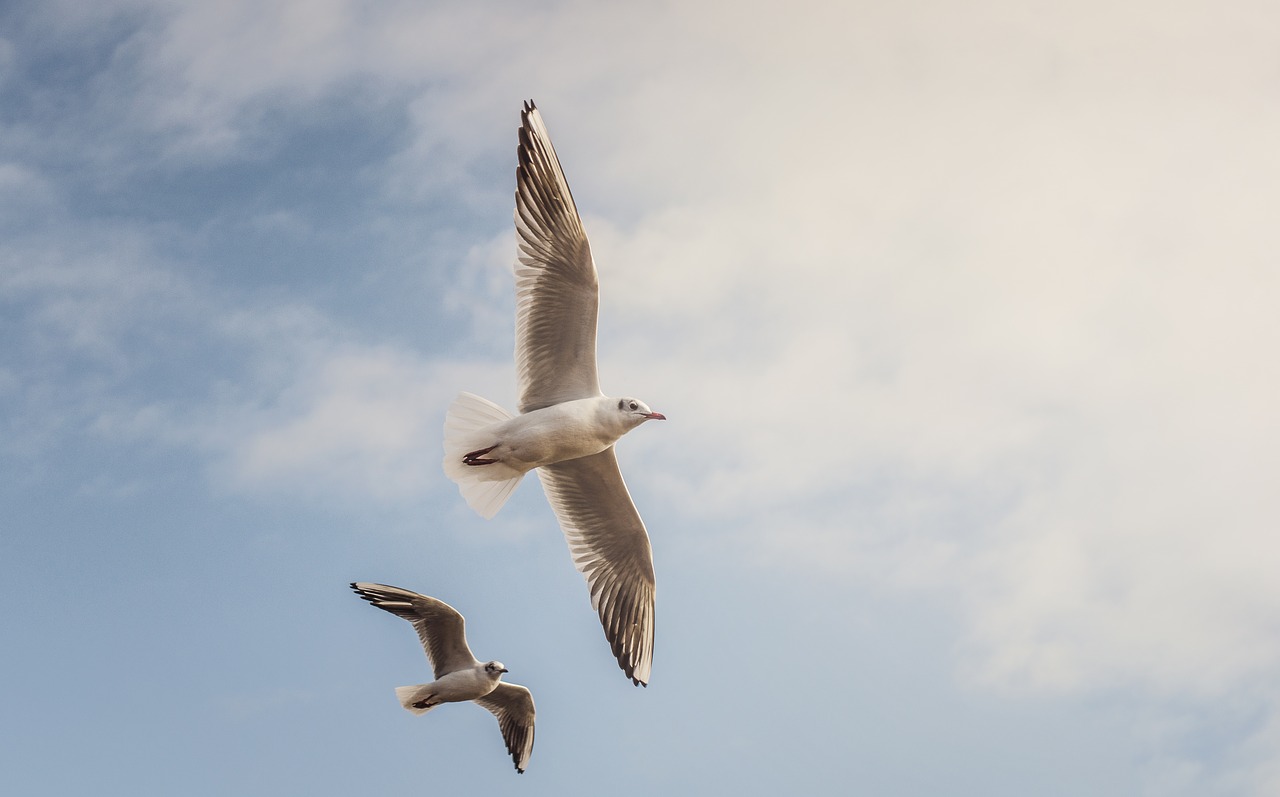 gulls  birds  flying free photo