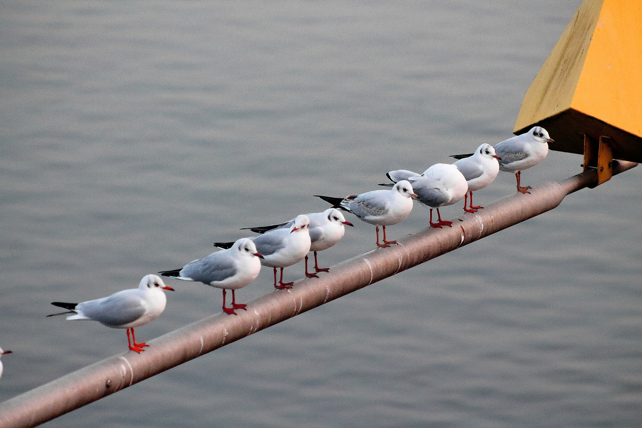 gulls  rod  romance free photo