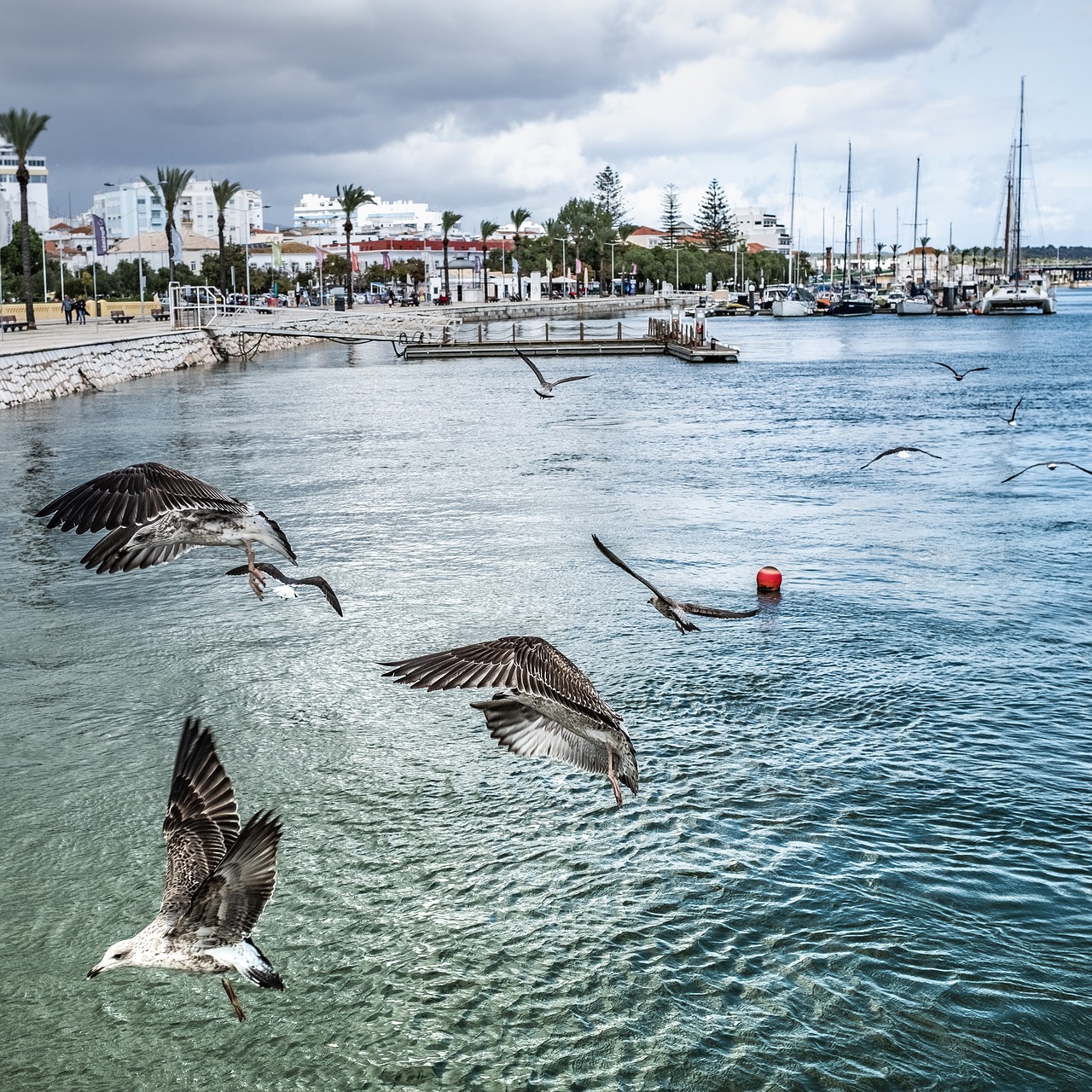 gulls  port  portugal free photo