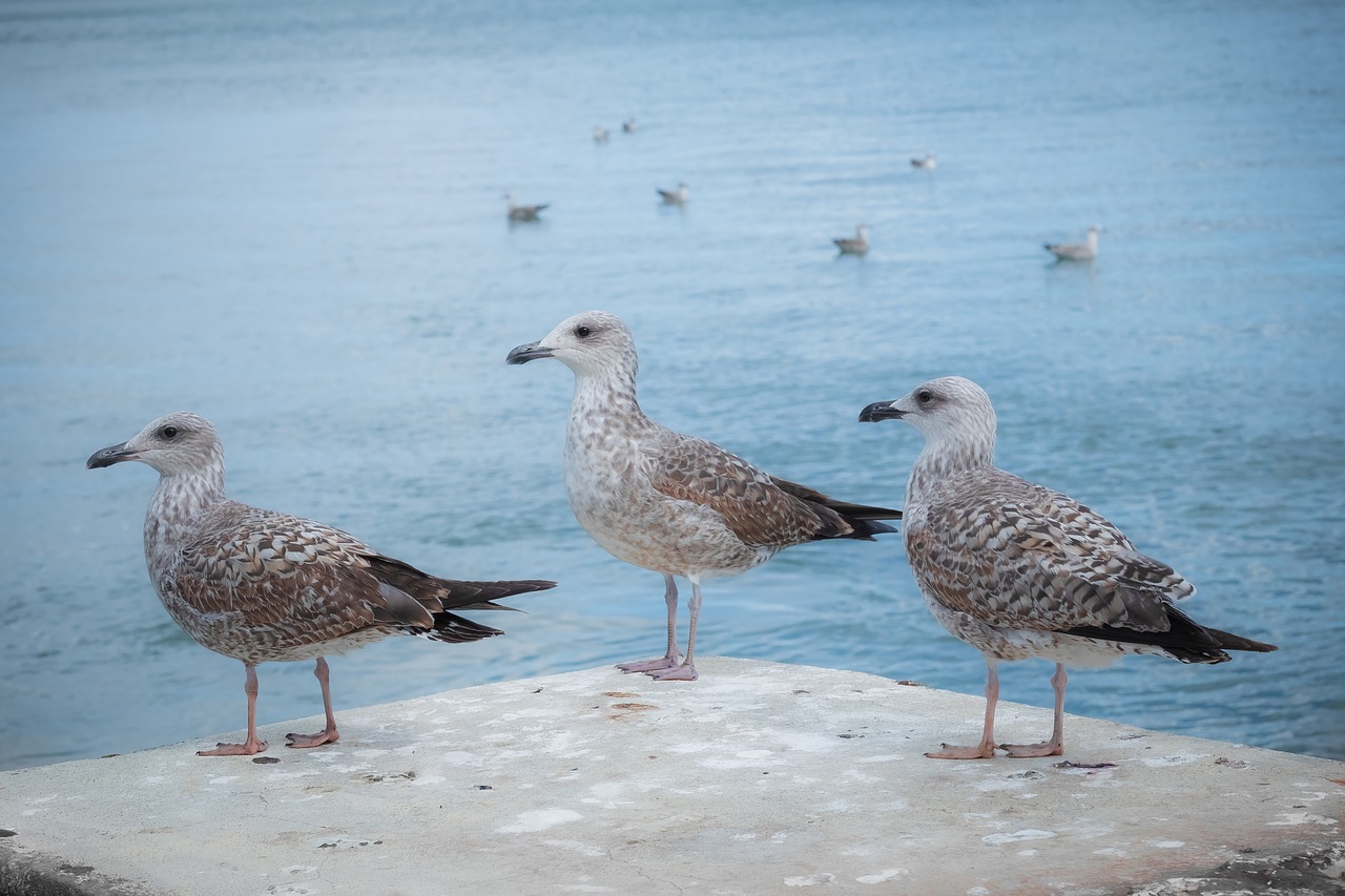 gulls  bird  three free photo