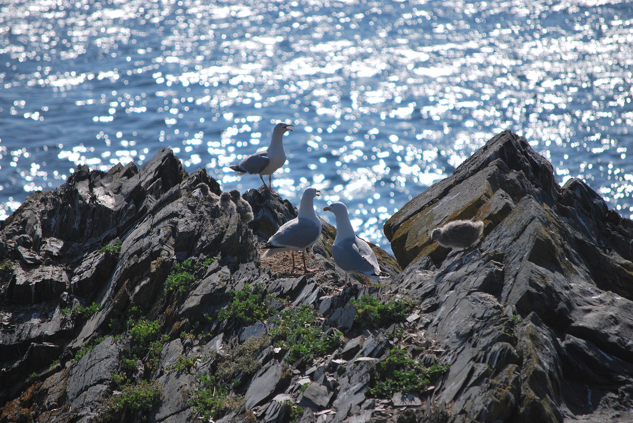 gulls  sea  cliffs free photo