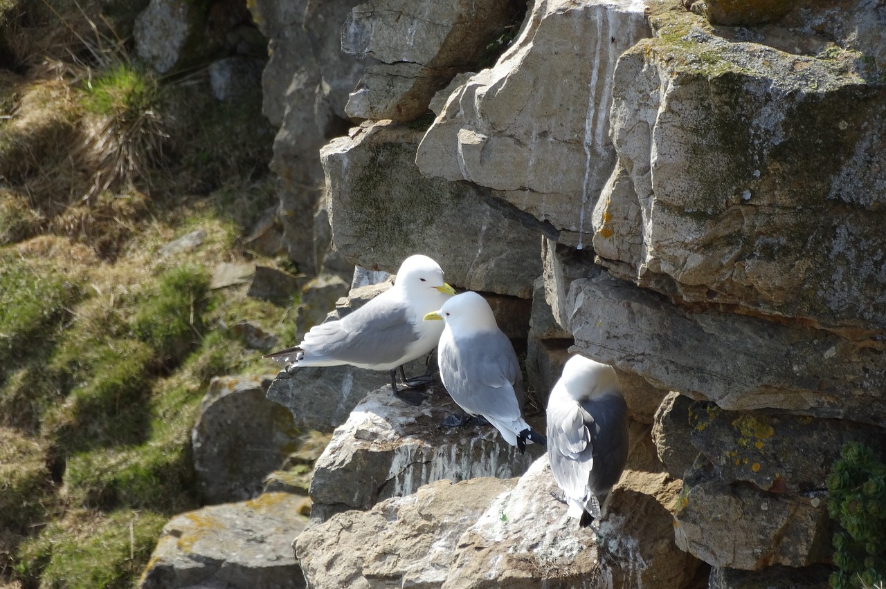 gulls  breed  rock free photo