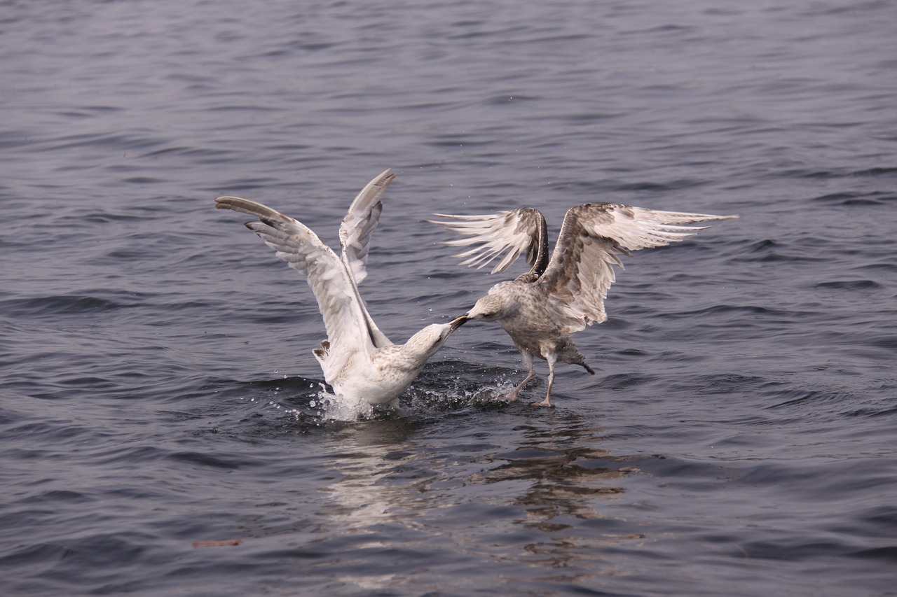 gulls  birds  expensive free photo