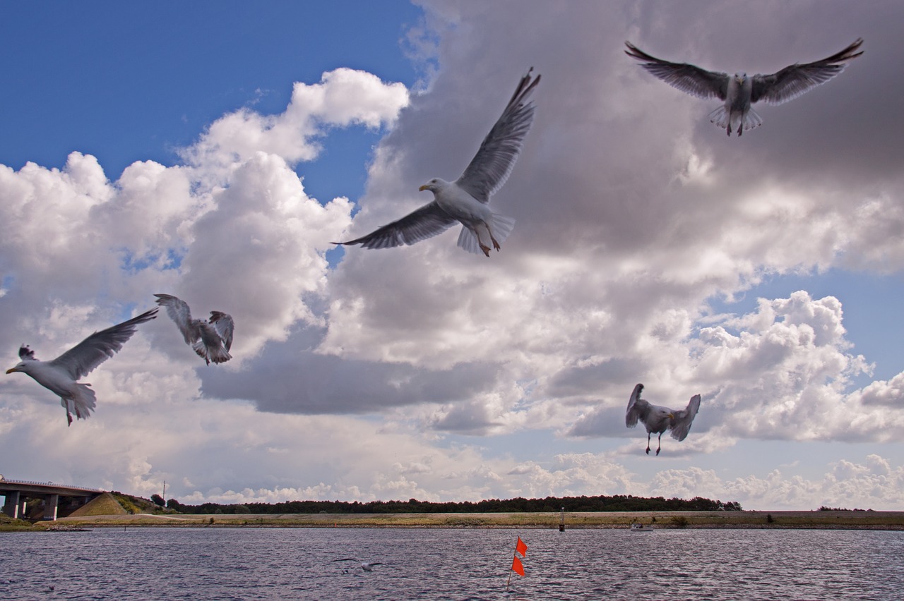 gulls  birds  expensive free photo