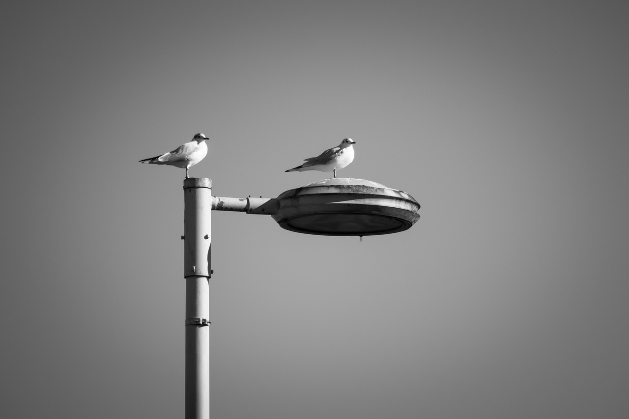 gulls  lantern  watch free photo