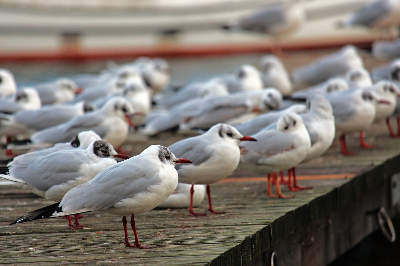 gulls  baltic sea  bridge free photo