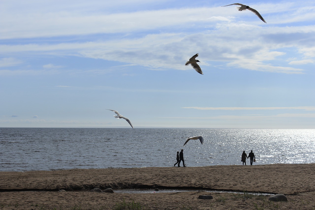 gulls  sea  seagull free photo