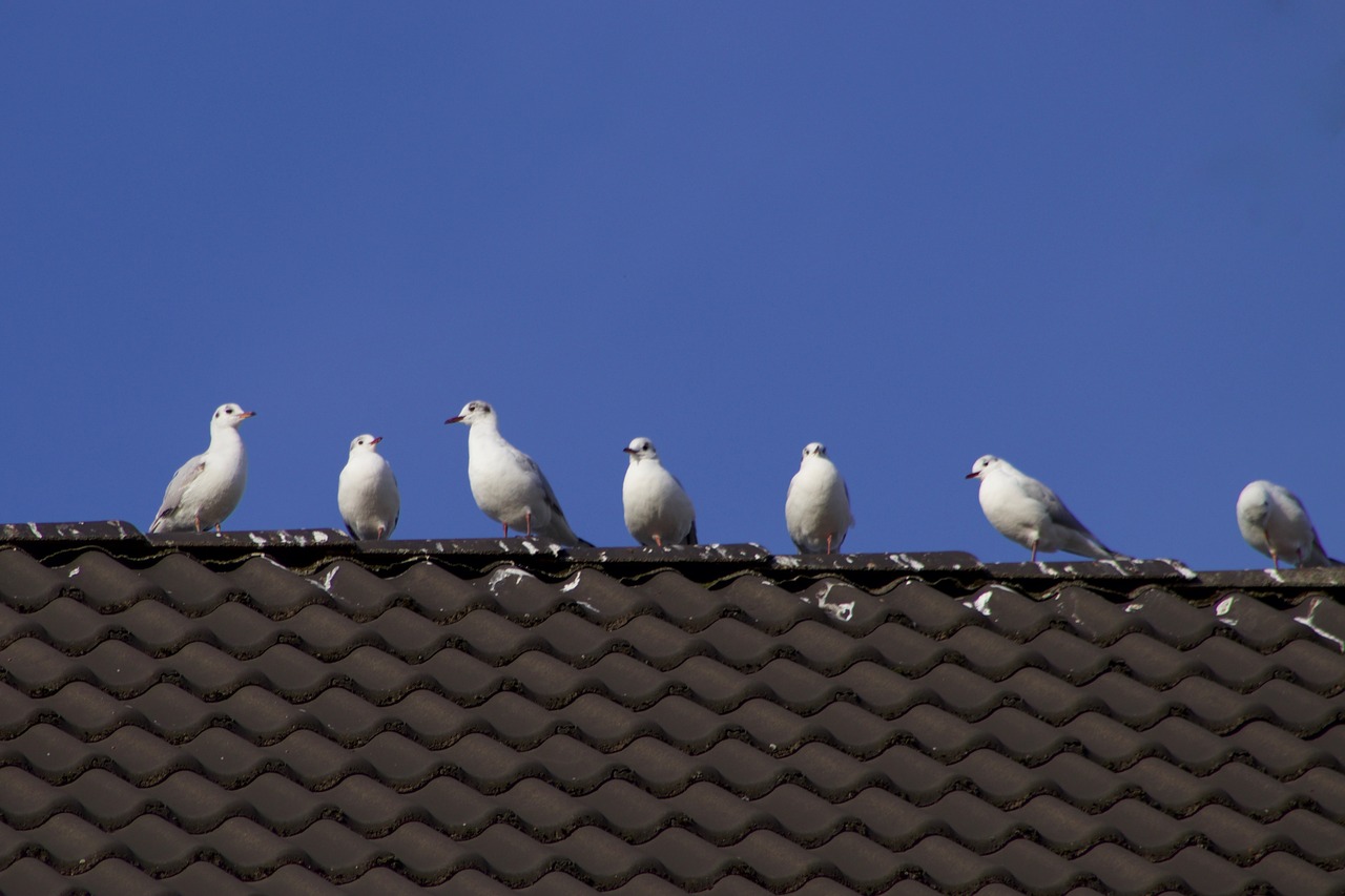 gulls  birds  roof free photo