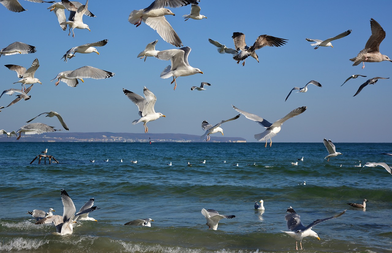 gulls  swarm  baltic sea free photo